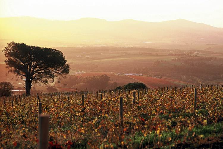 Stellenbosch Wine Festival