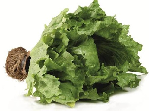 Living Lettuce at Checkers