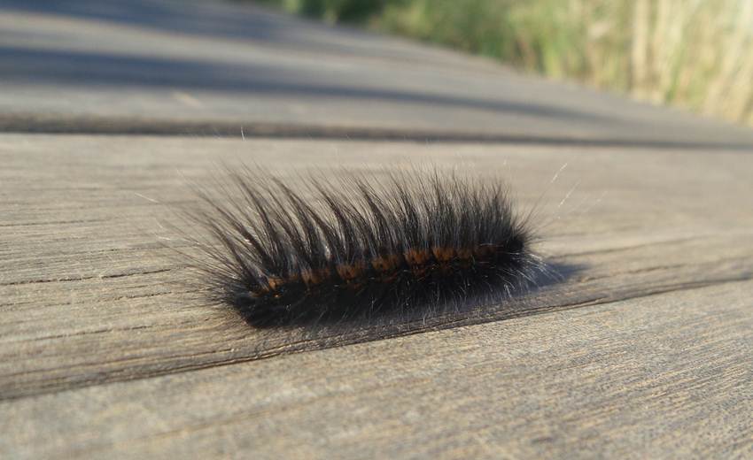 Gondwana Game Reserve Animals