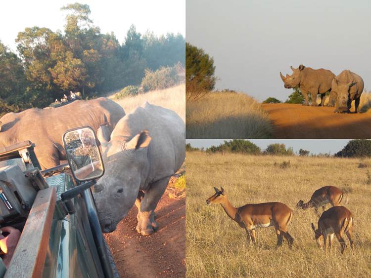 Gondwana Game Reserve Safari