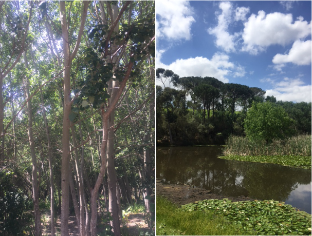 Floreal at The Marianne Wine Estae