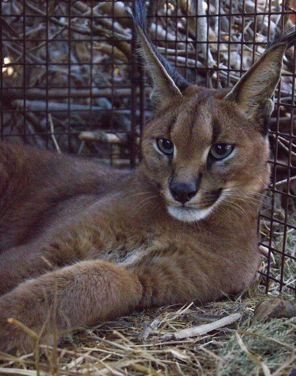 Urban Caracal Project November 2015