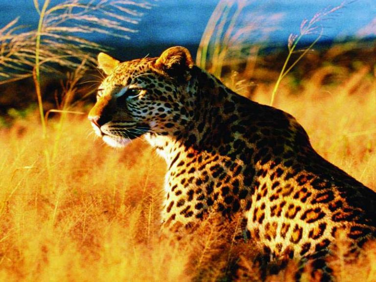 Kruger National Park Camping Safari [4 Days]